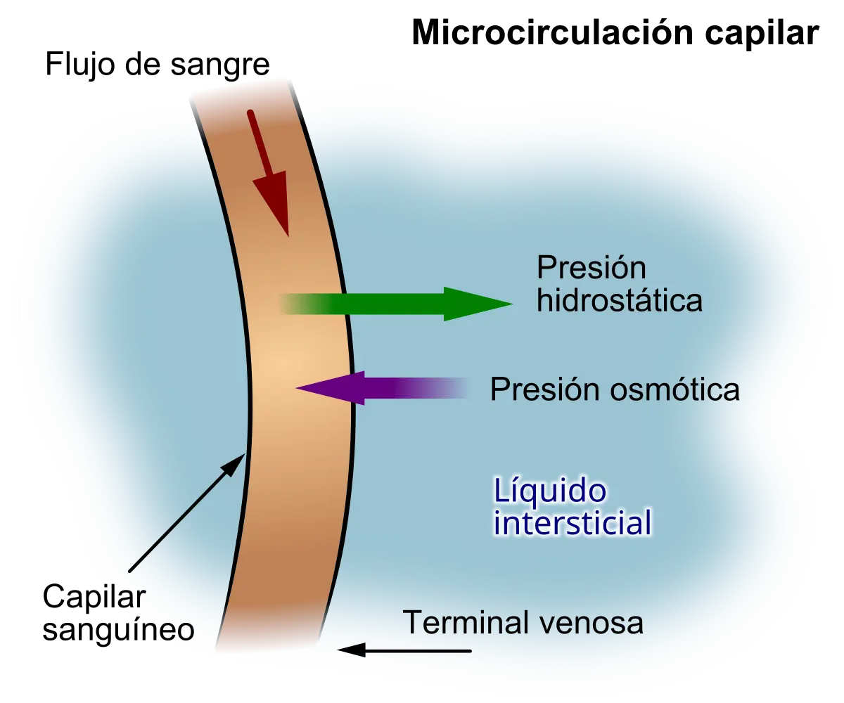 Hipovolemia: Definición, Causas, Síntomas y Tratamiento - Qué es la hipovolemia hipovolemia definicion - Qué es la hipovolemia