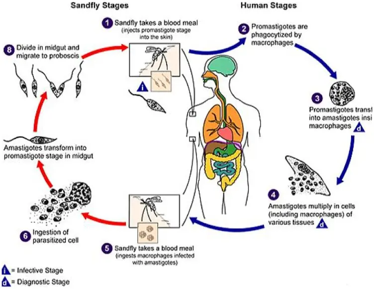 Leishmaniasis Visceral en Perros: Todo lo que necesitas saber - Qué es la leishmaniasis visceral en perros qué es la leishmaniasis visceral - Qué es la leishmaniasis visceral en perros