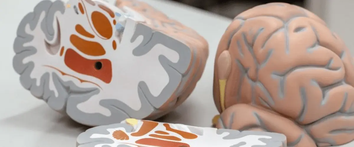 Materia Gris del Cerebro: Función, Importancia y Factores que la Afectan - Qué es la materia gris en el cerebro y para qué sirve materia gris del cerebro - Qué es la materia gris en el cerebro y para qué sirve
