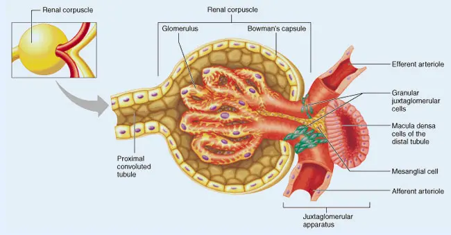Barrera de Filtración Glomerular: Una barrera especializada en el riñón - Qué es la membrana de filtración glomerular barrera de filtración glomerular - Qué es la membrana de filtración glomerular