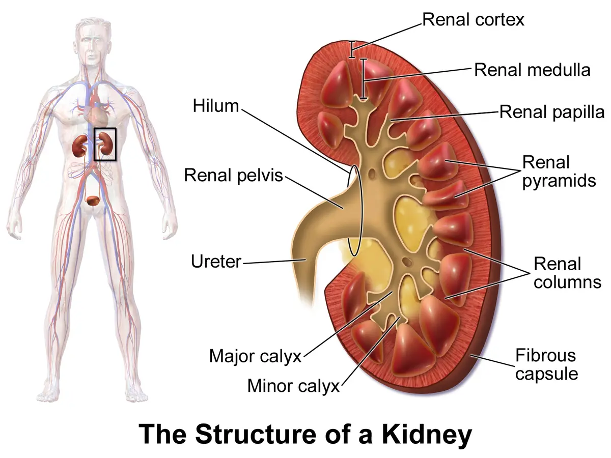 Nefrosis Renal: Una Guía Completa para Entender la Enfermedad - Qué es la nefrosis crónica nefrosis renal - Qué es la nefrosis crónica