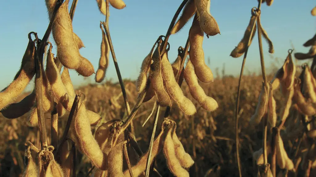 Organismos Genéticamente Modificados: Una Mirada a la Tecnología Transgénica - Qué es la tecnología transgénica trangenica - Qué es la tecnología transgénica