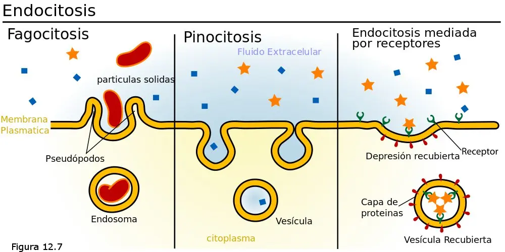 Fisiología Celular: La Unidad Fundamental de la Vida - Qué es la unidad fisiológica de la célula fisiologia celular - Qué es la unidad fisiológica de la célula