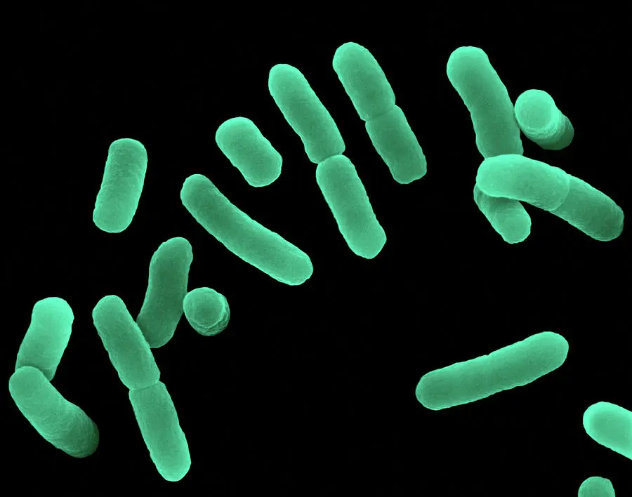 Lactobacillus spp: El aliado esencial para la salud vaginal durante el embarazo - Qué es Lactobacillus spp en el embarazo lactobacillus sp - Qué es Lactobacillus spp en el embarazo