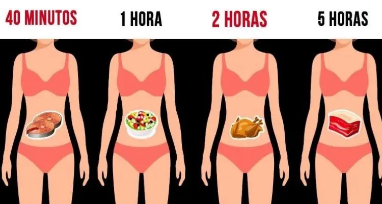 Cuánto tiempo se tarda en digerir la comida: Un viaje a través del sistema digestivo - Qué es lo que más tarda en digerirse cuanto tarda en digerirse la comida - Qué es lo que más tarda en digerirse