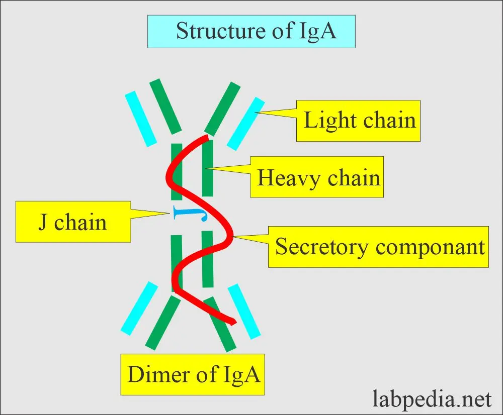 Instrumento de Gestión Ambiental (IgA): Guía Completa para Proyectos Agrarios y de Riego - Qué es un IgA ig a - Qué es un IgA