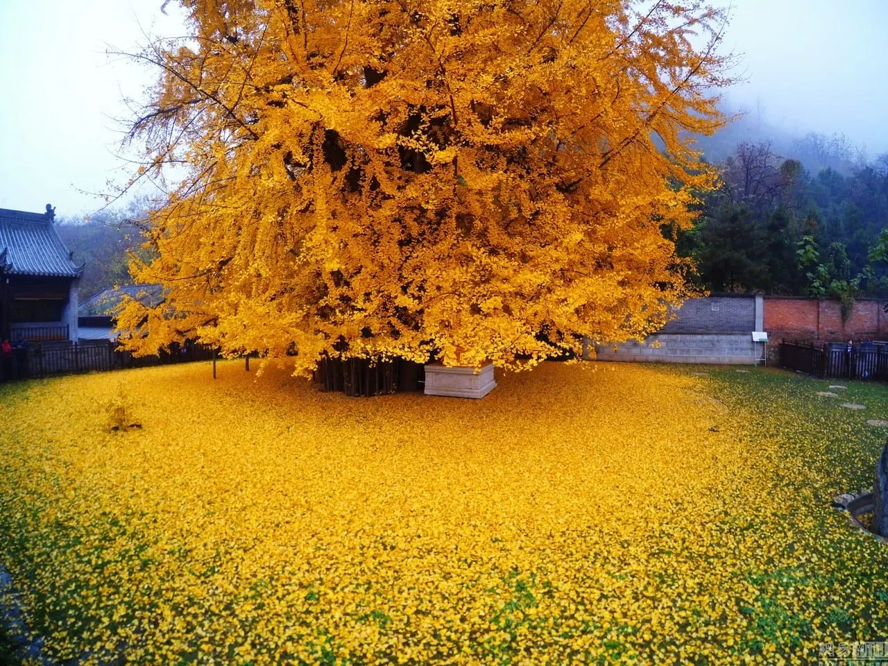 Ginkgo Biloba: Beneficios, Usos y Precauciones - Qué es y para qué sirve el Ginkgo biloba ginko - Qué es y para qué sirve el Ginkgo biloba