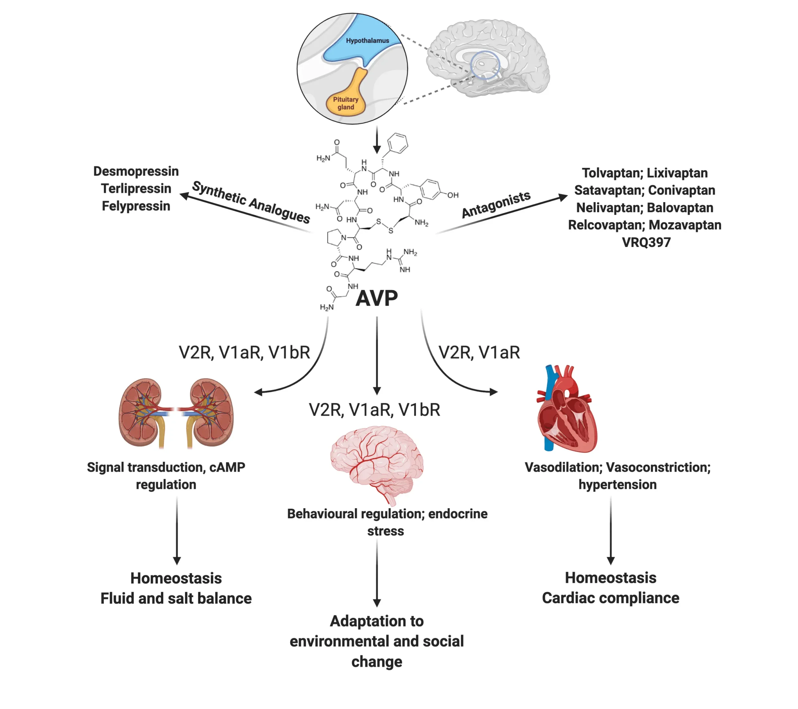 Ablación por Catéter de Venas Pulmonares (AVP): Un Procedimiento para la Fibrilación Auricular - Qué estimula la hormona antidiurética avp medicina - Qué estimula la hormona antidiurética