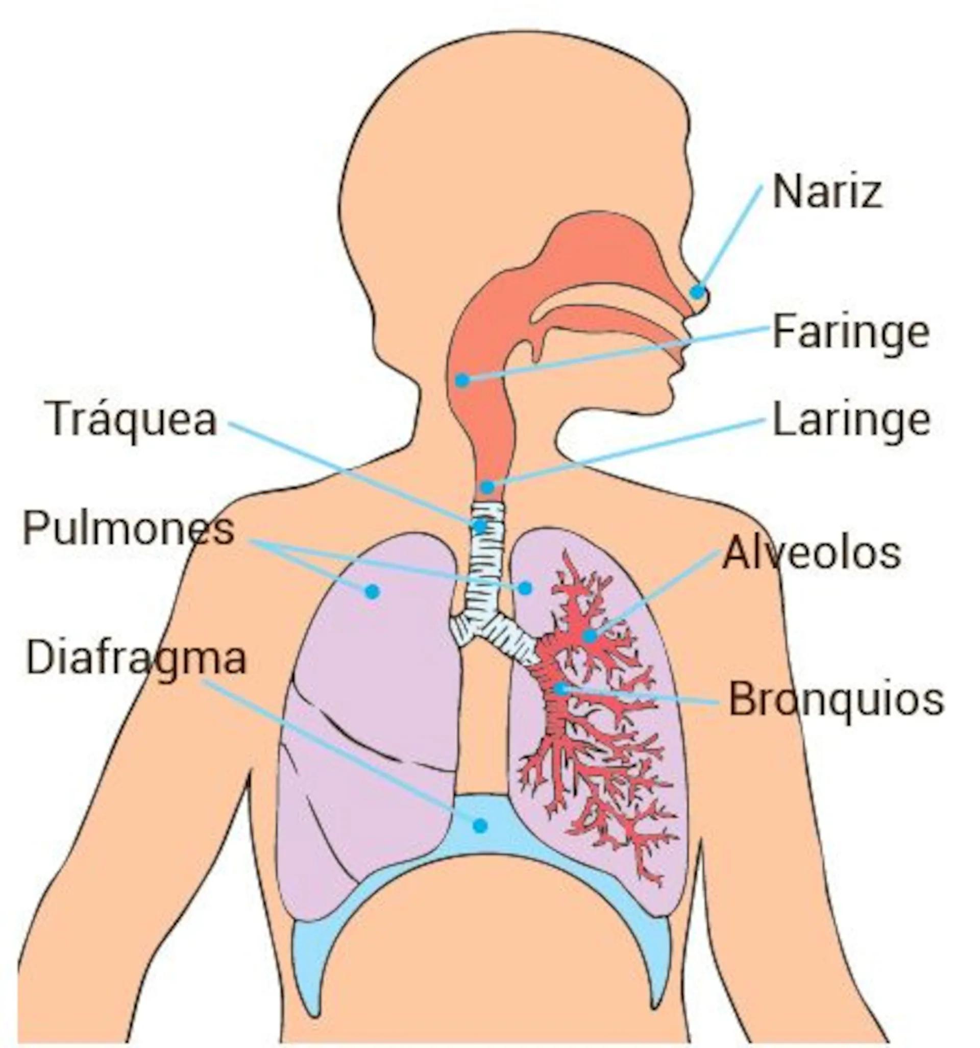 Estructura del Sistema Respiratorio: Un Viaje por el Interior del Cuerpo - Qué estructuras forman el sistema respiratorio estructura del sistema respiratorio - Qué estructuras forman el sistema respiratorio