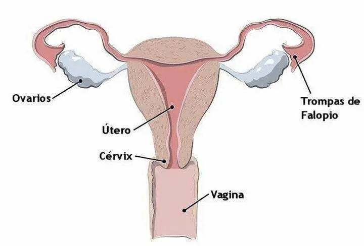 Gónadas Femeninas: Desarrollo, Función y Hormonas - Qué función cumplen las gónadas gonadas femeninas - Qué función cumplen las gónadas