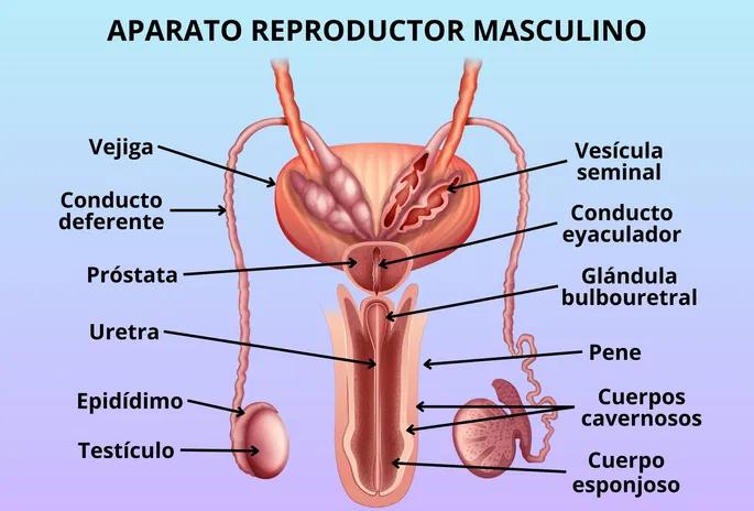 Los Testículos: El Centro de la Reproducción Masculina - Qué función cumplen los testículos partes del sistema reproductor masculino - Qué función cumplen los testículos