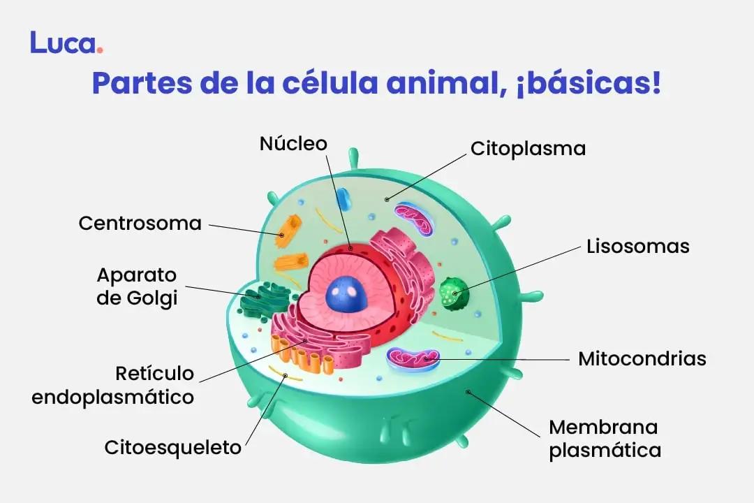 La Célula Animal: Una Fábrica Microscópica de Vida - Qué función puede desempeñar la célula animal funcion de la celula animal - Qué función puede desempeñar la célula animal