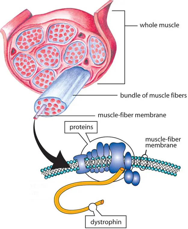 Distrofia Muscular de Duchenne (DMD): Un trastorno genético que afecta la fuerza muscular - Qué hace el DMD dmd - Qué hace el DMD