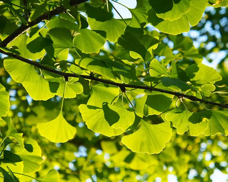 Ginkgo Biloba: Beneficios, Usos y Precauciones - Qué hace el Ginkgo biloba en el cerebro ginko - Qué hace el Ginkgo biloba en el cerebro