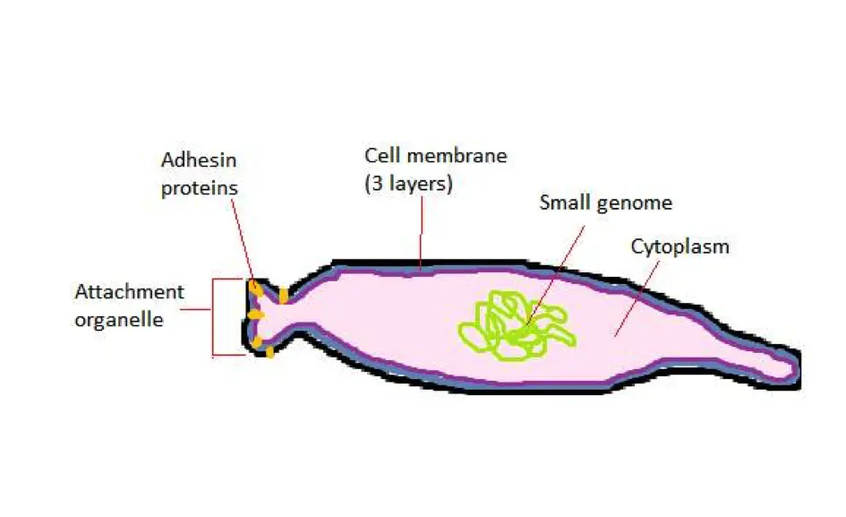 Mycoplasma pneumoniae: Una bacteria que causa neumonía atípica - Qué hace la bacteria Streptococcus pneumoniae m pneumoniae - Qué hace la bacteria Streptococcus pneumoniae