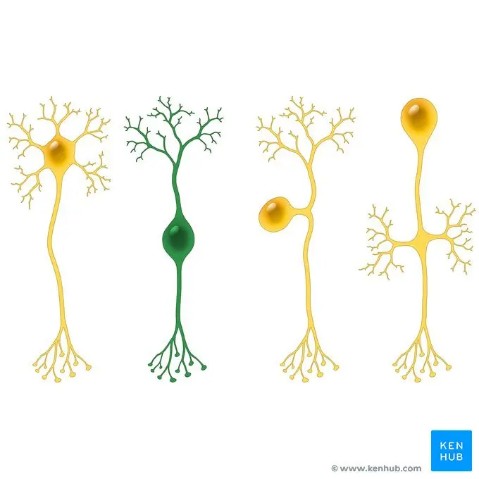 Las neuronas bipolares: Una pieza clave en la transmisión de información sensorial - Qué hace la neurona unipolar neurona bipolar - Qué hace la neurona unipolar