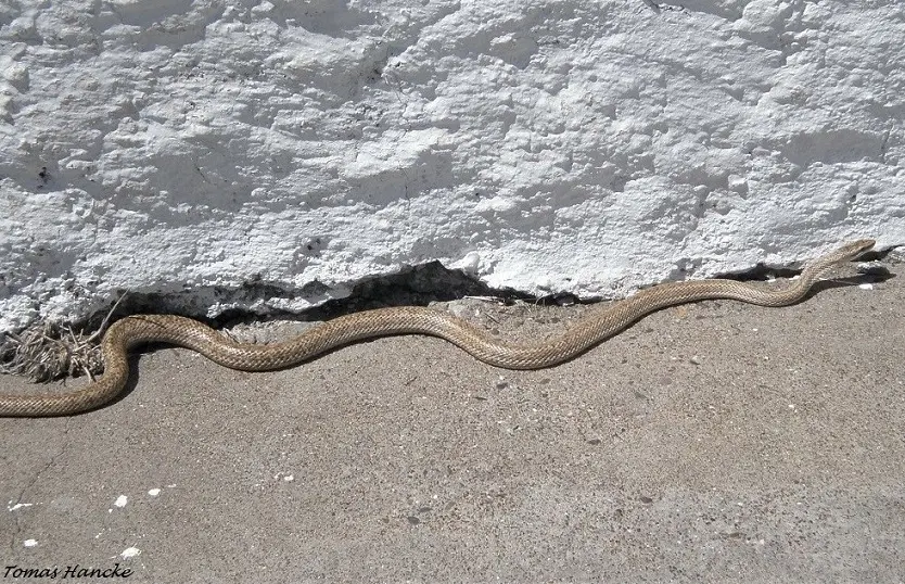 Culebra Ratonera: Un Aliado Inofensivo en el Control de Roedores - Qué hacen las serpientes ratoneras culebra ratonera - Qué hacen las serpientes ratoneras