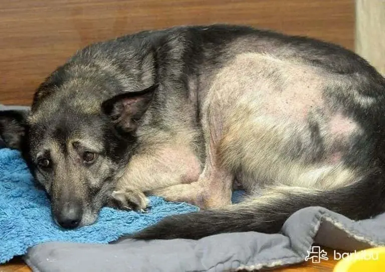 Mi perro hace ruido en la panza: ¿Es normal o hay que preocuparse? - Qué hacer cuando el estómago de tu perro hace ruidos extraños a mi perro le hace ruido la panza - Qué hacer cuando el estómago de tu perro hace ruidos extraños