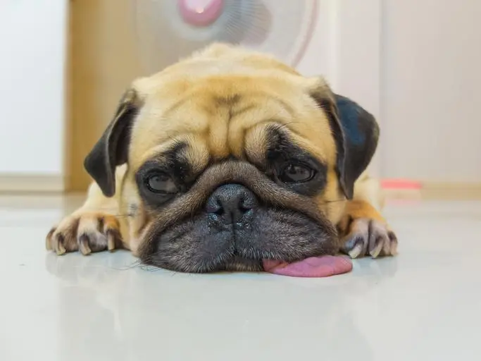 Mi perro hace ruido en la panza: ¿Es normal o hay que preocuparse? - Qué hacer si el estómago de mi perro suena a mi perro le hace ruido la panza - Qué hacer si el estómago de mi perro suena