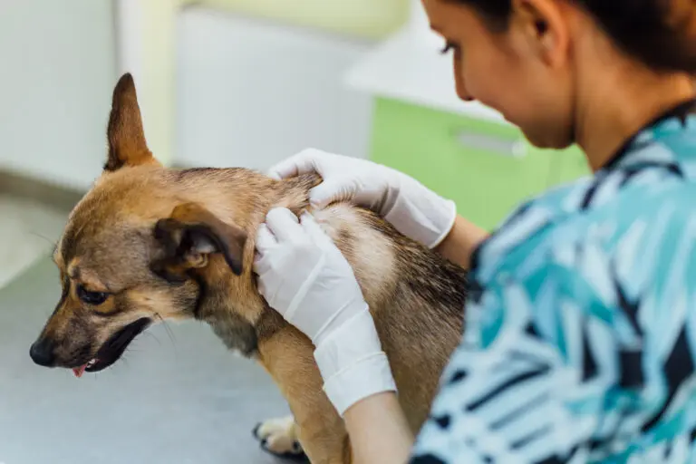 absceso en perros - Qué hacer si mi perro tiene un absceso