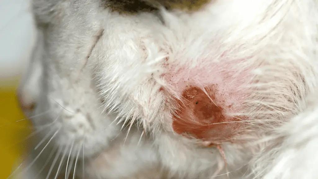 Absceso en gatos: causas, síntomas y tratamiento - Qué hacer si un gato tiene un absceso absceso en gatos - Qué hacer si un gato tiene un absceso