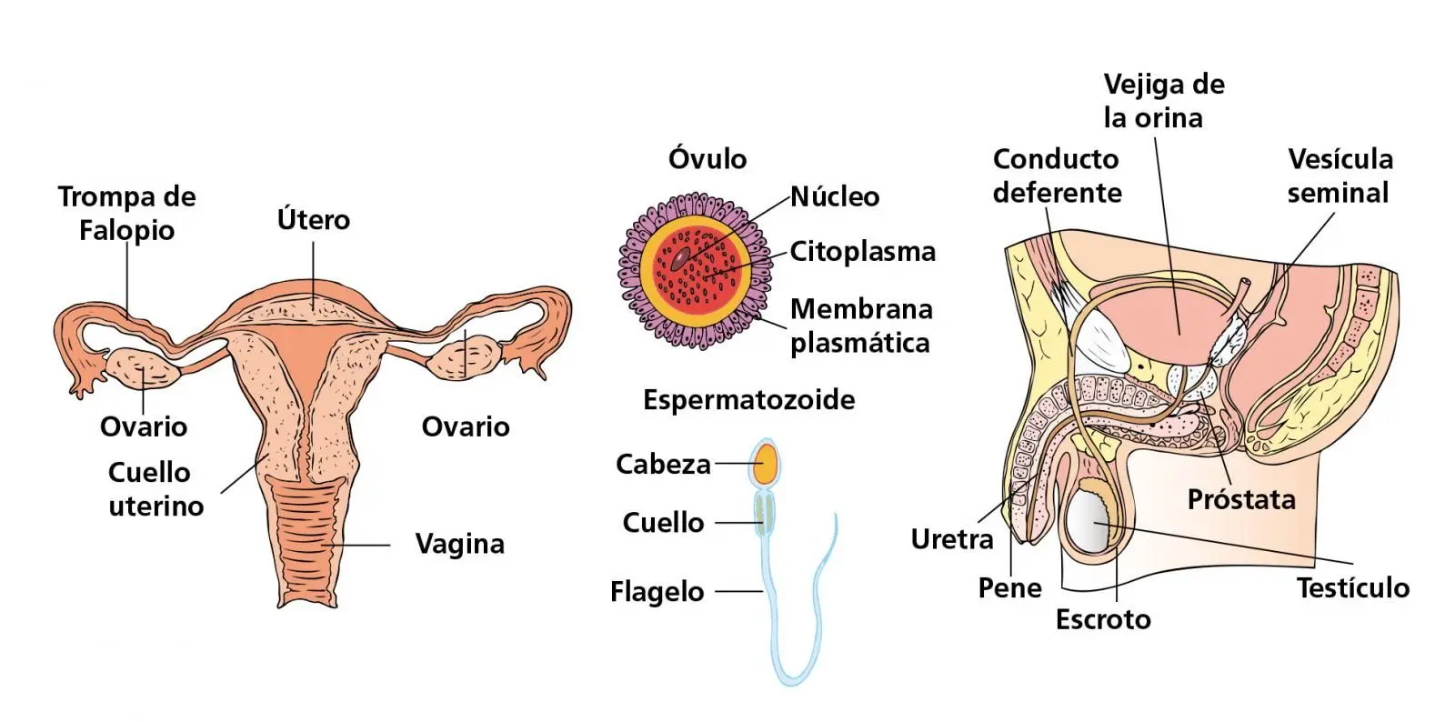 Gónadas Femeninas: Desarrollo, Función y Hormonas - Qué hormonas liberan las gónadas femeninas gonadas femeninas - Qué hormonas liberan las gónadas femeninas
