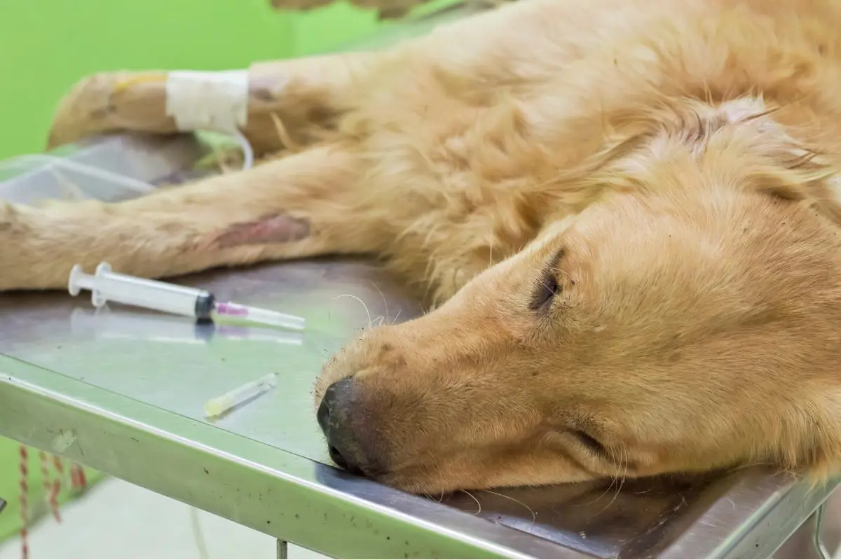 Hemorragia Interna en Perros: Causas, Síntomas y Tratamiento - Qué le puedo dar a mi perro para la hemorragia interna hemorragia interna perro - Qué le puedo dar a mi perro para la hemorragia interna