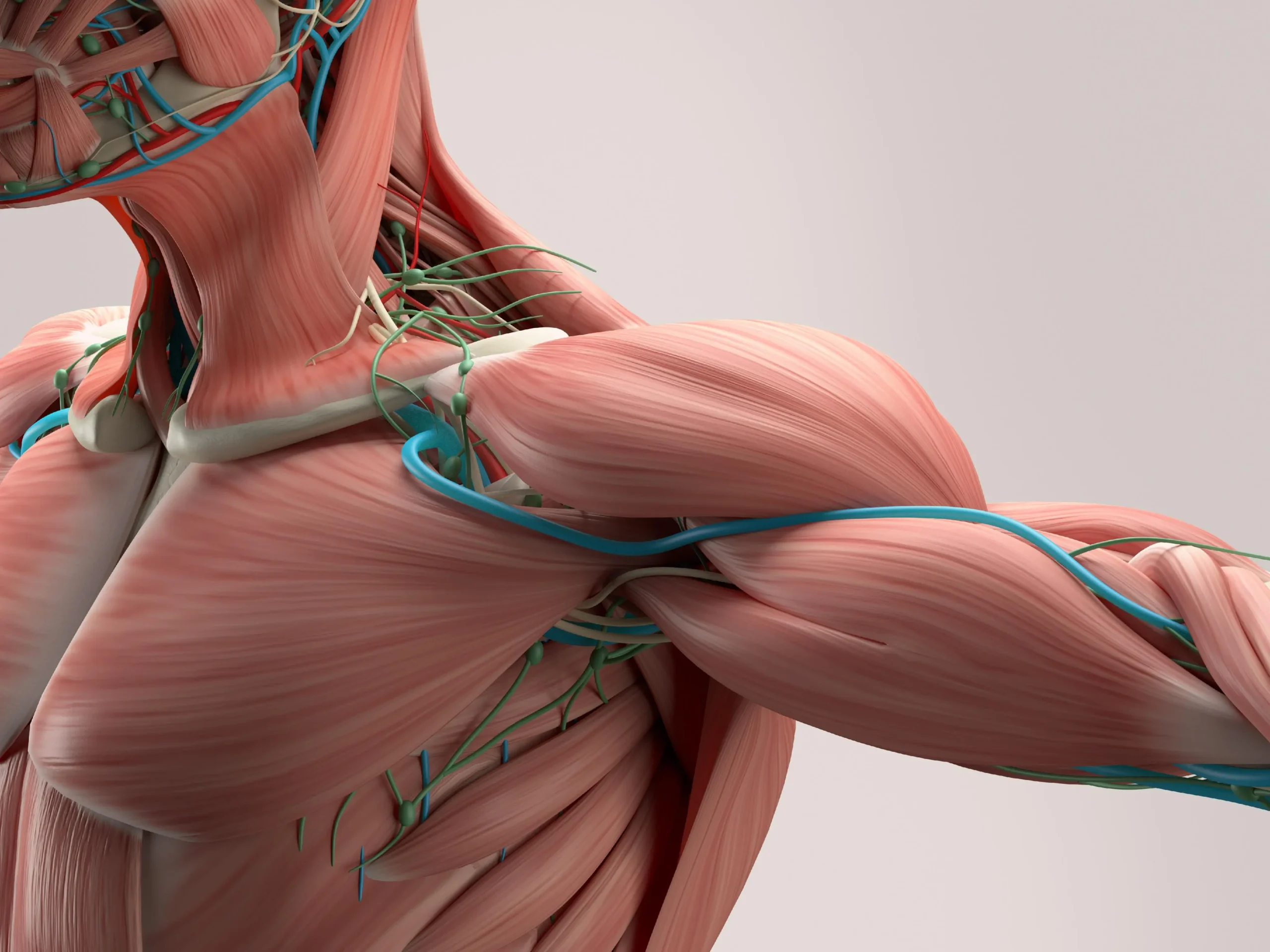 Lesiones Musculares: Tipos, Causas y Tratamiento - Qué lesiones puede tener el sistema muscular lesiones musculares - Qué lesiones puede tener el sistema muscular