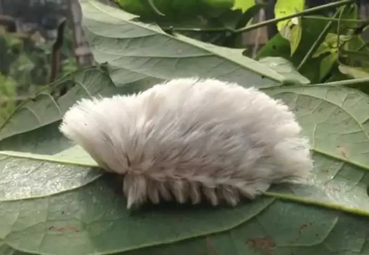 Oruga Peluche: Un Invento Toxico de la Naturaleza - Qué mariposa sale de la oruga peluche oruga peluche - Qué mariposa sale de la oruga peluche