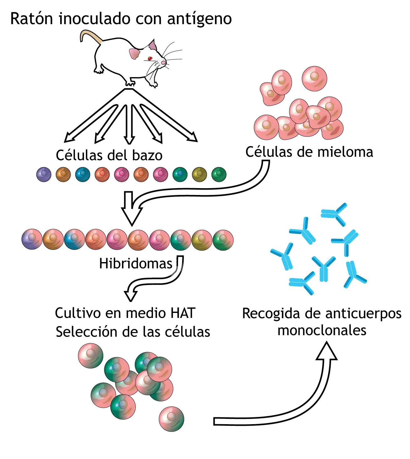 Anticuerpos Monoclonales: Una Revolución en el Tratamiento del Cáncer - Qué medicamentos son anticuerpos monoclonales que es un anticuerpo monoclonal - Qué medicamentos son anticuerpos monoclonales