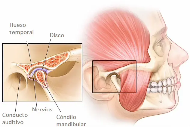 Anatomía de la ATM: Músculos y Dolor Referido - Qué músculos mueven la ATM anatomia atm - Qué músculos mueven la ATM