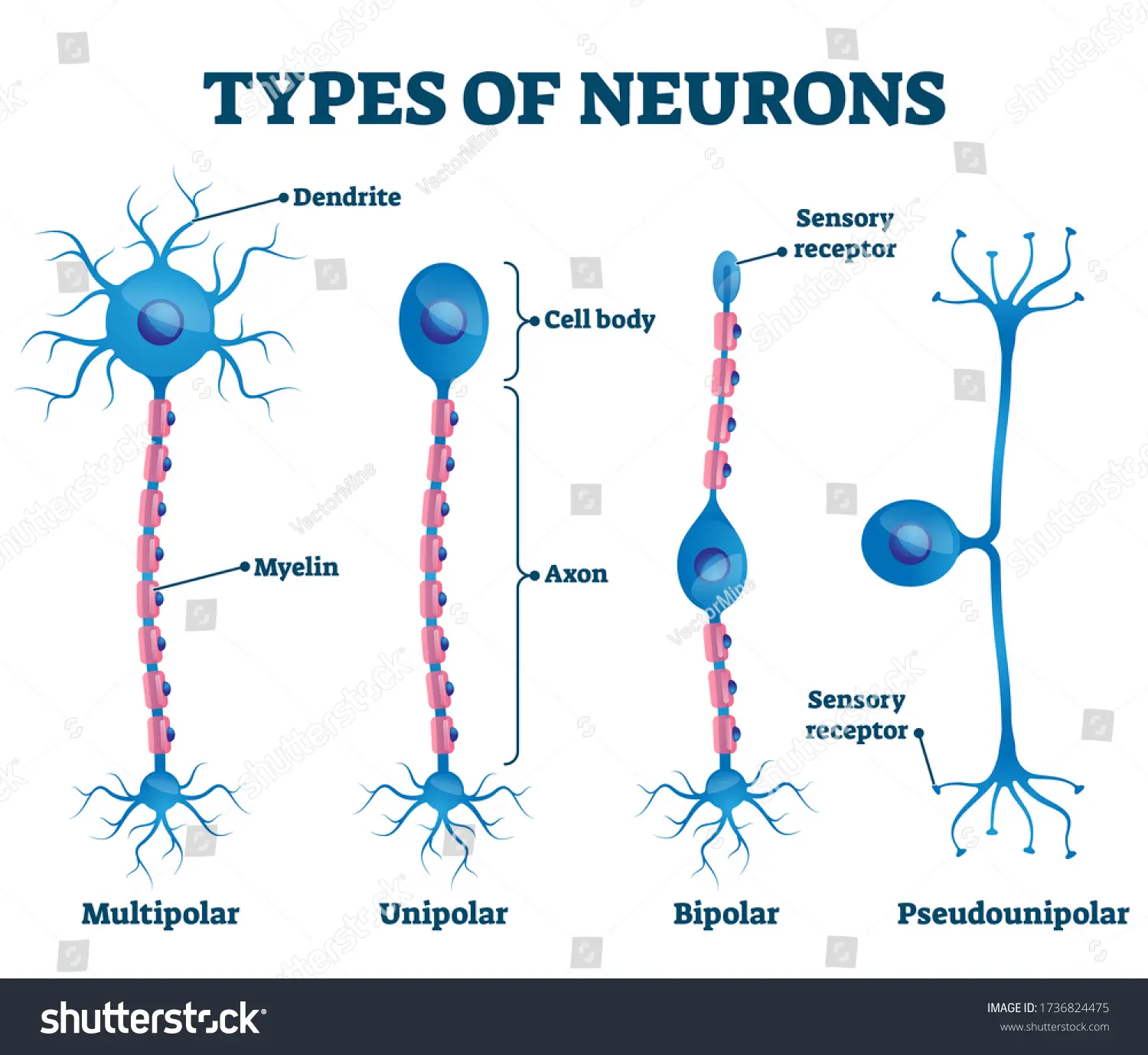 Las neuronas bipolares: Una pieza clave en la transmisión de información sensorial - Qué neuronas se activan después de las neuronas bipolares neurona bipolar - Qué neuronas se activan después de las neuronas bipolares