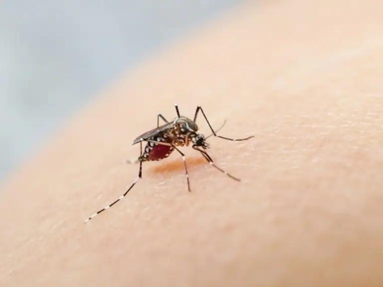 Puedo tomar vitaminas si tengo dengue: Consejos para fortalecer tu sistema inmune - Qué no debo consumir si tengo dengue puedo tomar vitaminas si tengo dengue - Qué no debo consumir si tengo dengue