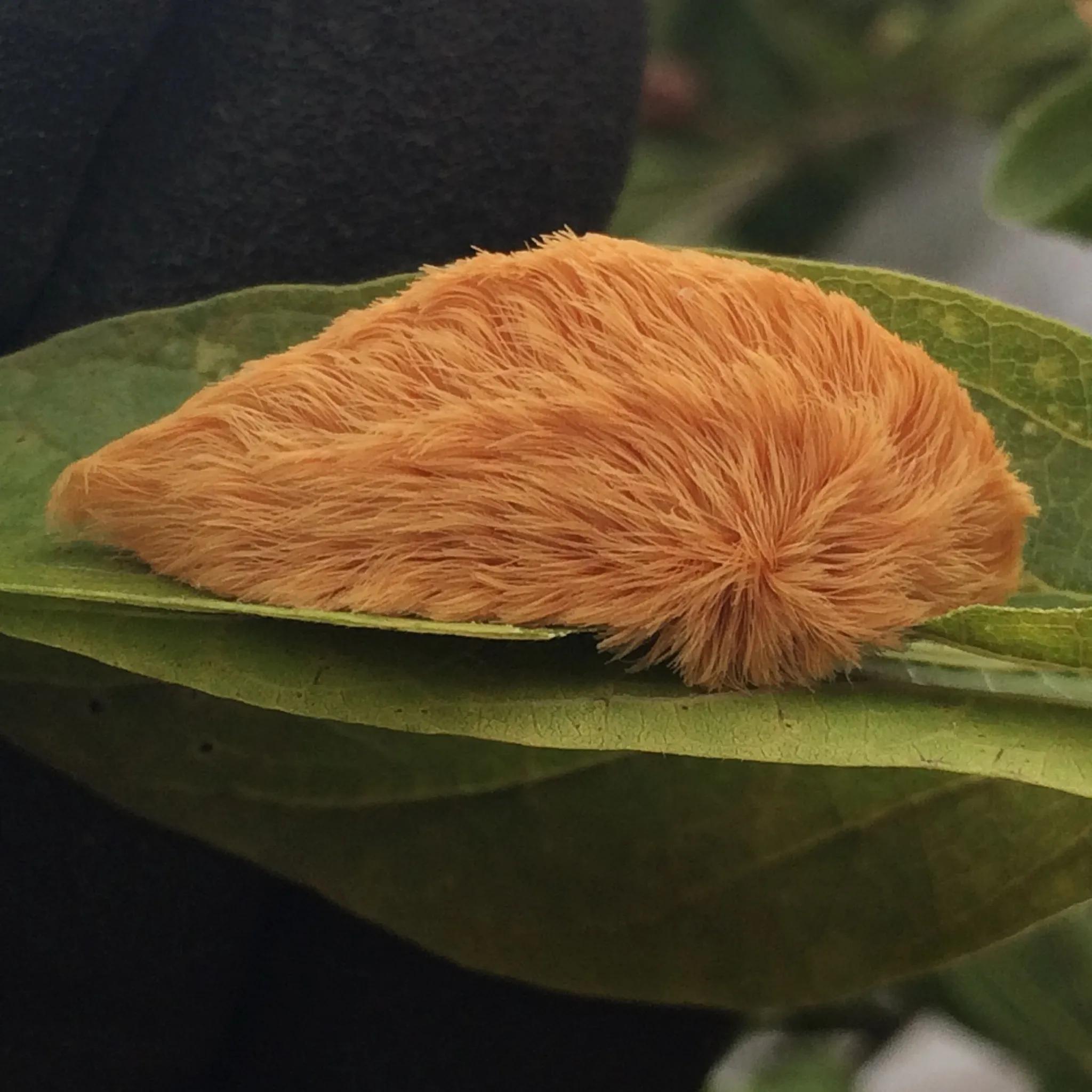 Oruga Peluche: Un Invento Toxico de la Naturaleza - Qué ocasiona la oruga peluche oruga peluche - Qué ocasiona la oruga peluche