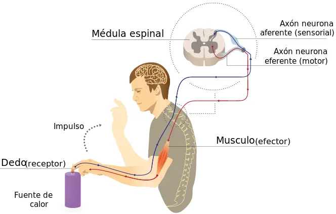 Actos Reflejos: Una Respuesta Automática del Cuerpo - Qué órgano controla los actos reflejos acto reflejo - Qué órgano controla los actos reflejos