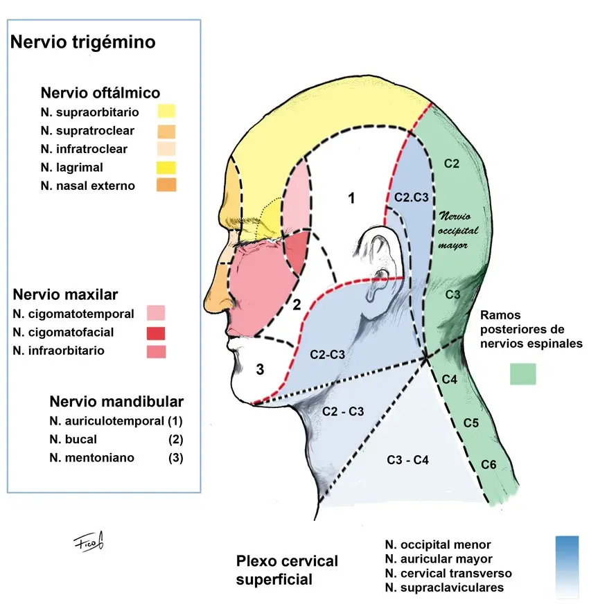Neuralgia Occipital: Causas, Síntomas y Tratamiento - Qué pasa cuando se inflama el nervio occipital neuralgia occipital sintomas - Qué pasa cuando se inflama el nervio occipital