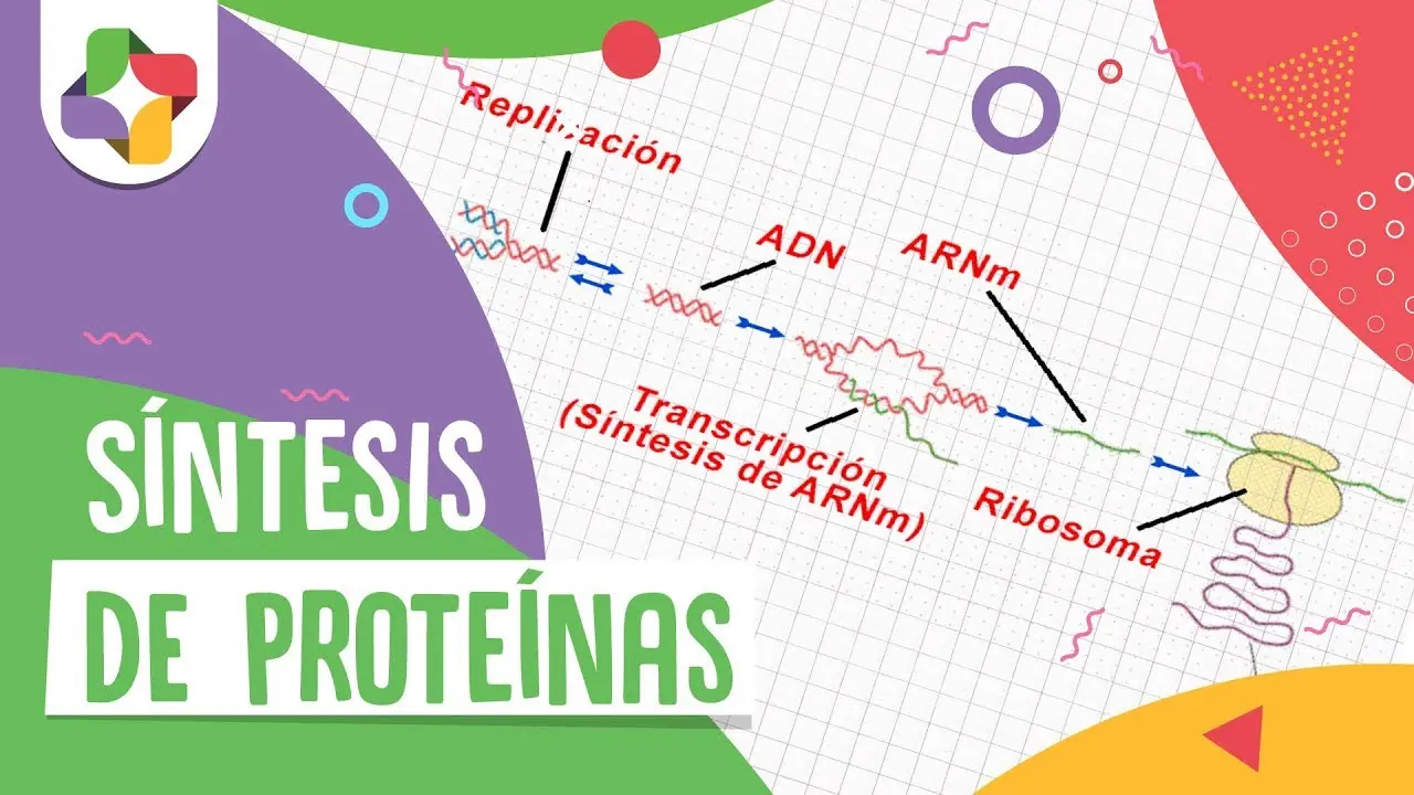 Síntesis de proteínas: el proceso de creación de la vida - Qué pasa después de la síntesis de proteínas sintesis de proteinas - Qué pasa después de la síntesis de proteínas