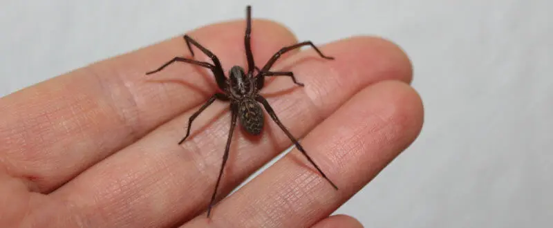Araña de Rincón Negra: Cómo Identificarla, Prevenirla y Tratar su Mordedura - Qué pasa si me pica un araña de rincón araña de rincon negra - Qué pasa si me pica un araña de rincón