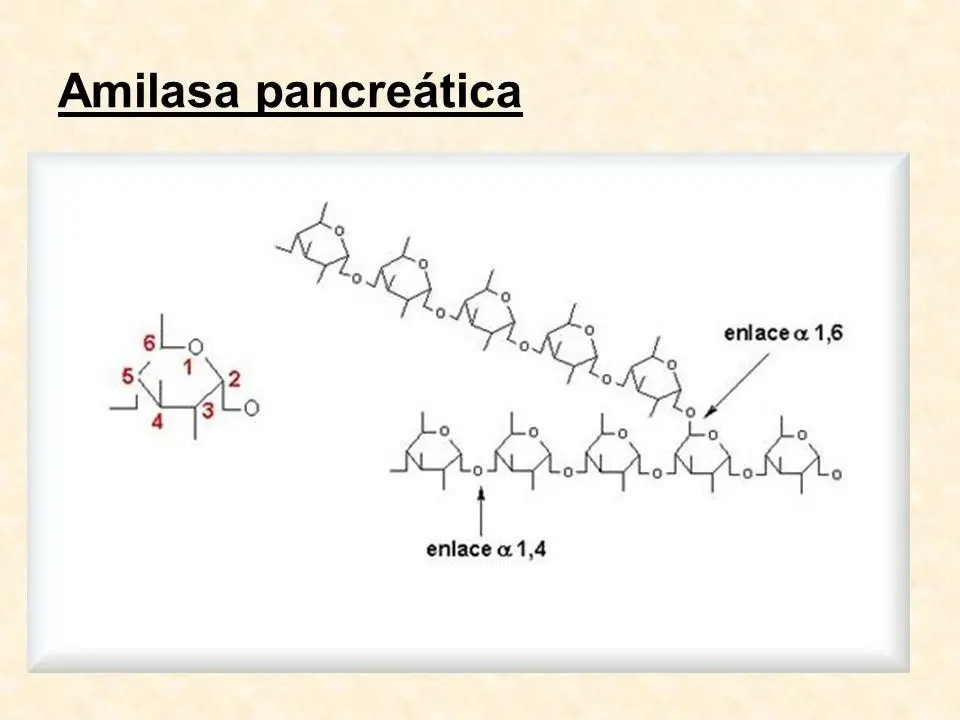 Amilasa Pancreática: La Enzima Clave para la Digestión de Carbohidratos - Qué pasa si tienes la amilasa alta amilasa pancreatica - Qué pasa si tienes la amilasa alta