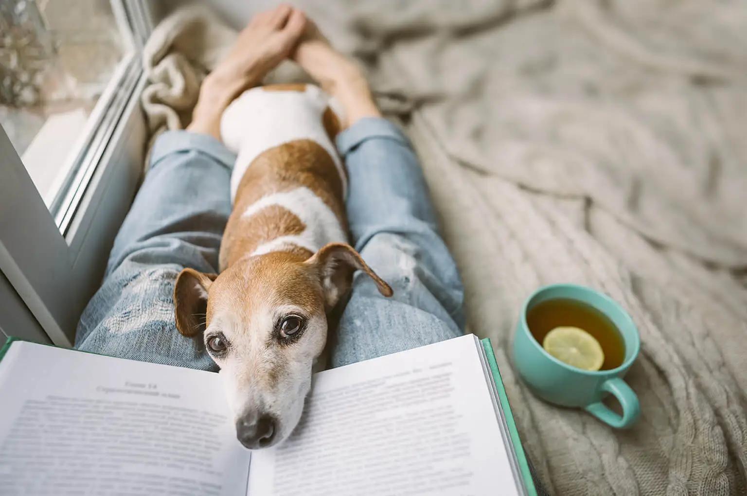 Ehrlichiosis Canina: Síntomas, Tratamiento y Prevención - Qué pasa si un perro tiene Ehrlichia erliquia - Qué pasa si un perro tiene Ehrlichia