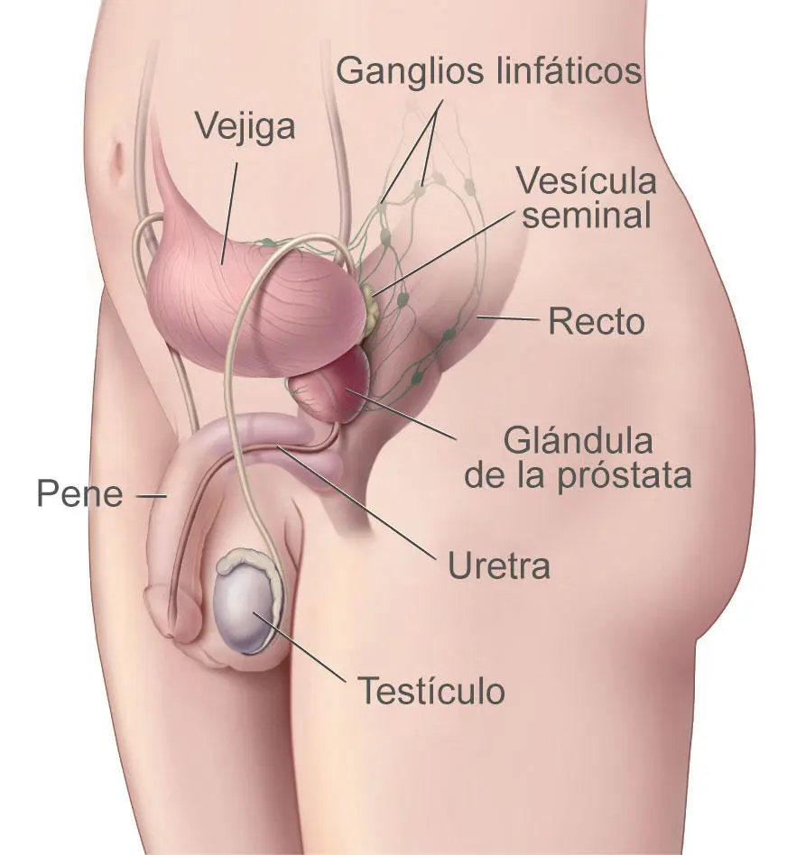 Prostatitis: Síntomas, Tratamiento y Medicamentos Efectivos - Qué pastilla es buena para la próstata inflamada prostata inflamada sintomas y tratamiento - Qué pastilla es buena para la próstata inflamada