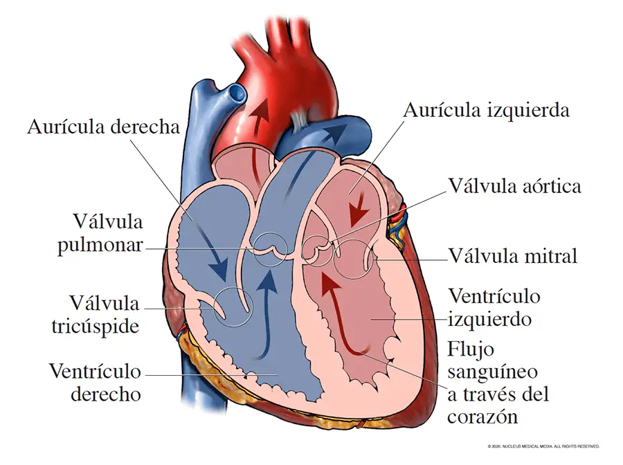 Pericardio del corazón: Conociendo sus patologías y su importancia - Qué patología del pericardio es más grave pericardio del corazon - Qué patología del pericardio es más grave