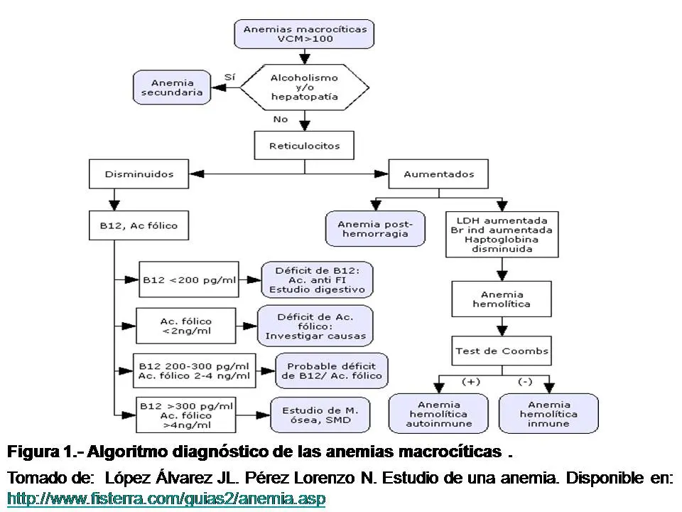 Anemia Macrocítica: Causas, Síntomas y Tratamiento - Qué produce la anemia macrocítica anemia macrocítica causas - Qué produce la anemia macrocítica