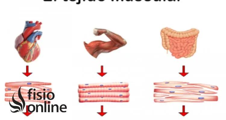 Tejido Muscular: Su Estructura, Funciones y Importancia para la Salud - Qué protege el tejido muscular tejido muscular función - Qué protege el tejido muscular