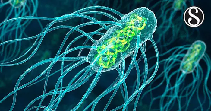 Fiebre Paratifoidea: Una mirada profunda a la enfermedad causada por Salmonella Paratyphi - Qué provoca la fiebre paratifoidea s paratyphi - Qué provoca la fiebre paratifoidea
