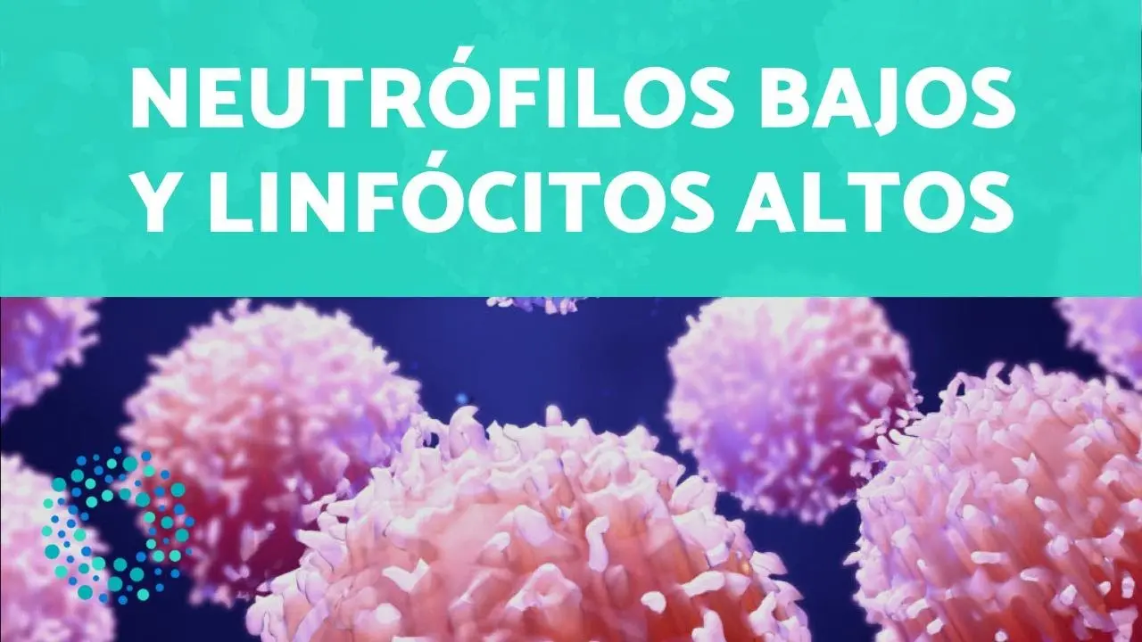 Linfocitos Altos y Neutrófilos Bajos: Causas y Significado - Qué puede causar linfocitos altos y neutrófilos bajos neutrofilos segmentados bajos y linfocitos altos - Qué puede causar linfocitos altos y neutrófilos bajos