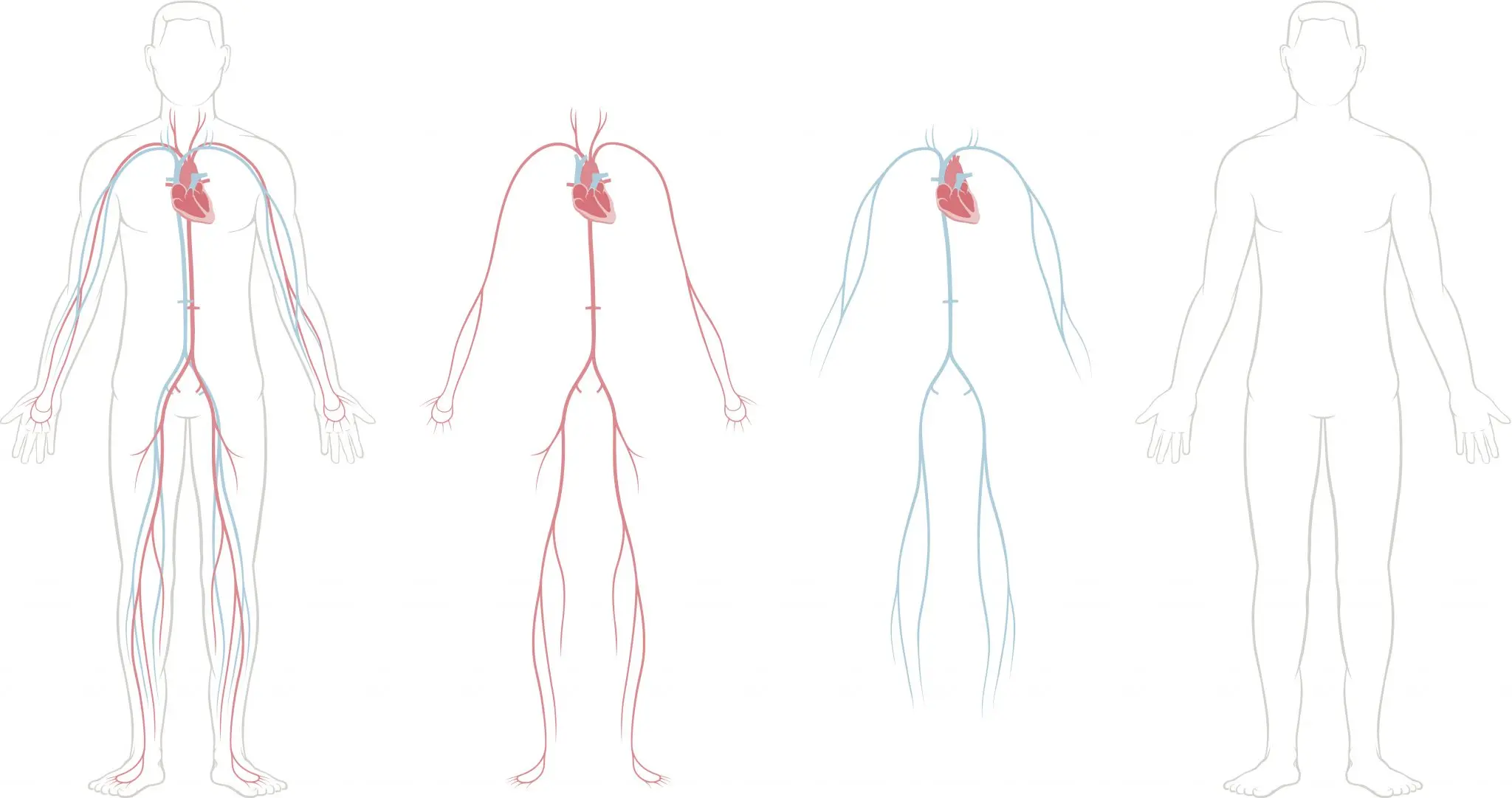 Funciones de la Sangre: El Fluido Vital del Cuerpo - Qué recoge la sangre cuáles son las funciones de la sangre - Qué recoge la sangre