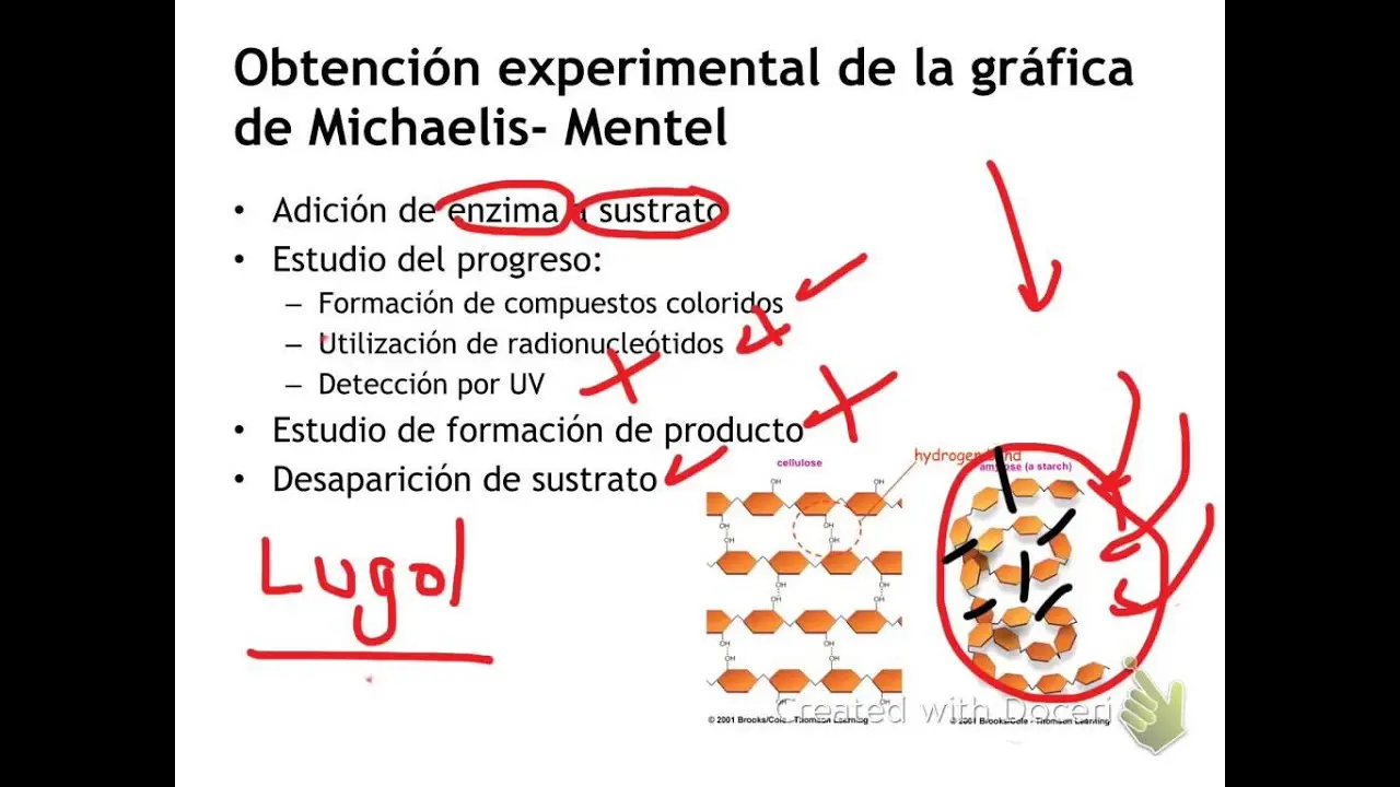 Amilasa Salival: Función, Factores que la Afectan y su Importancia para la Digestión - Qué rompe la amilasa salival amilasa salival - Qué rompe la amilasa salival