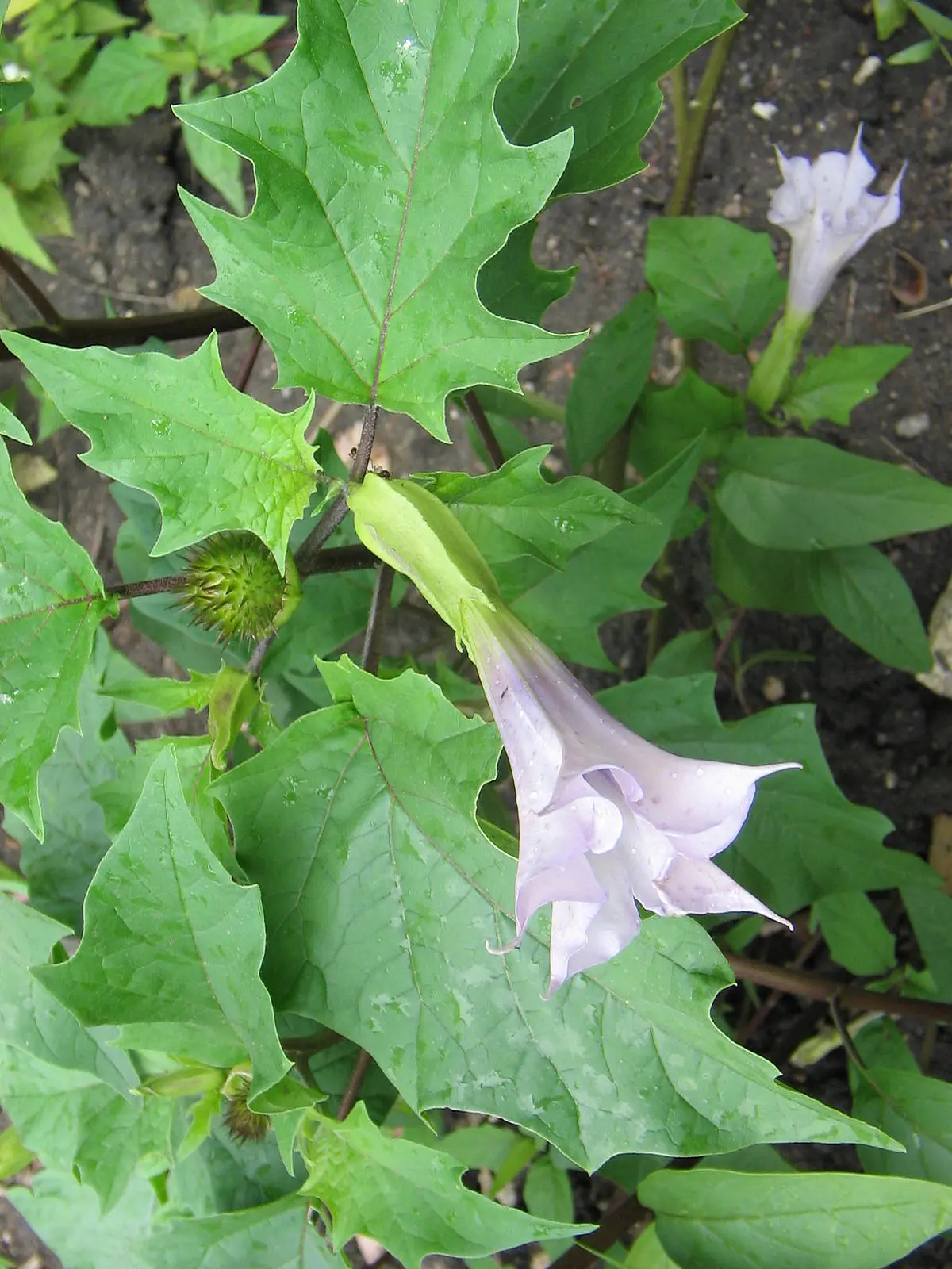 Datura: Efectos, Riesgos y Usos de la Planta Alucinógena - Qué significa Datura en latín datura - Qué significa Datura en latín