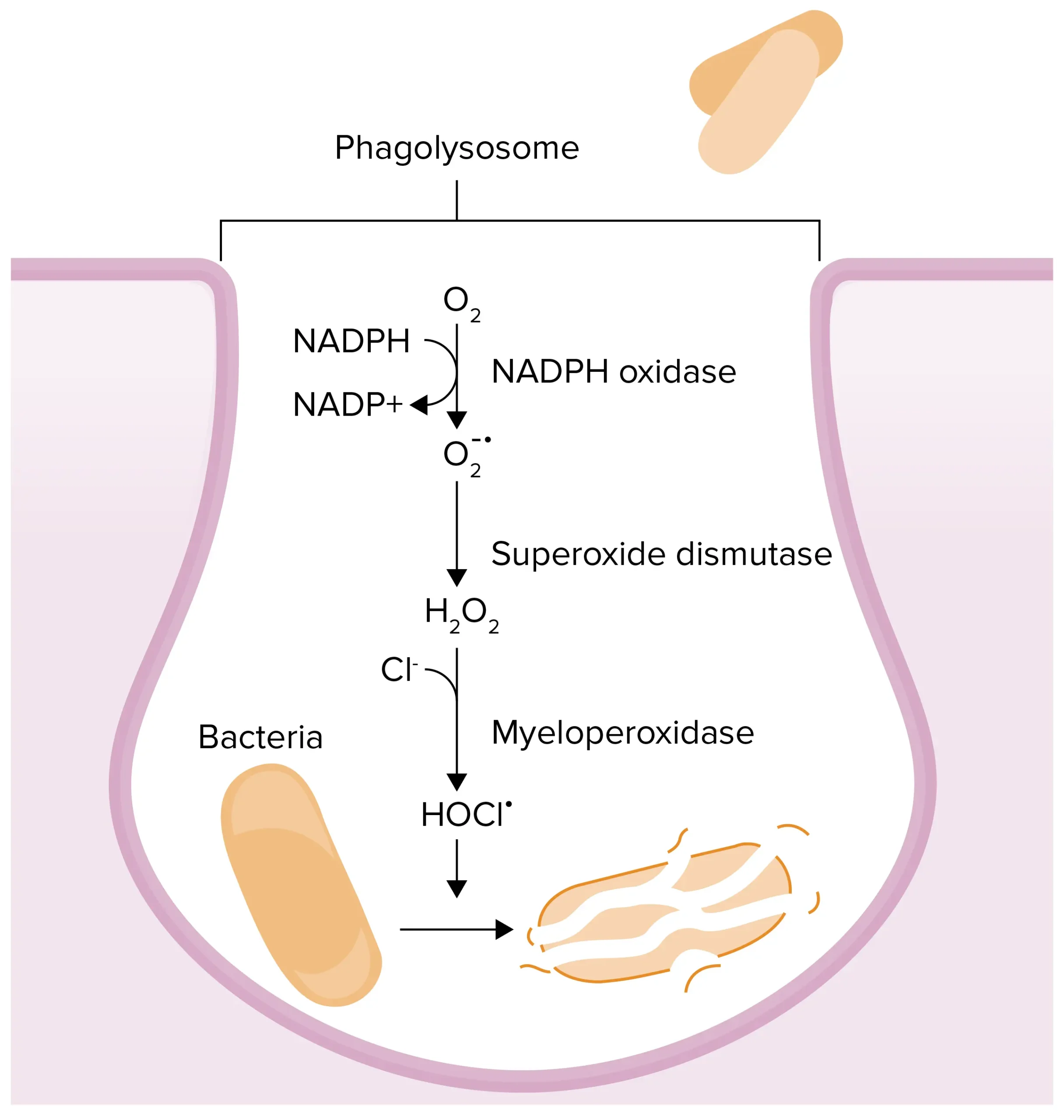 Mieloperoxidasa: Un Marcador Clave en la Detección de Enfermedades - Qué significa mieloperoxidasa positivo mieloperoxidasa - Qué significa mieloperoxidasa positivo